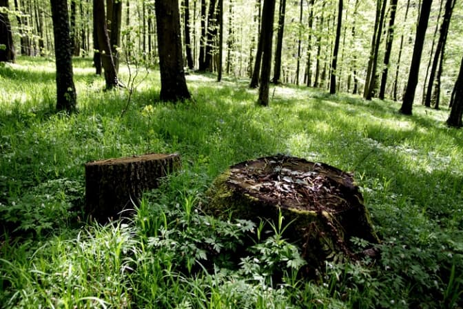 Фото: lisportal.org.ua