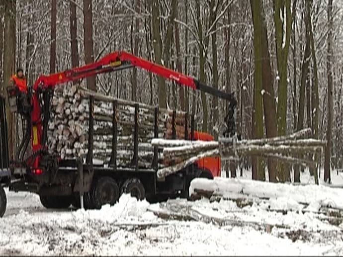 Сьогодні розпочинається телепрограма про ліс і лісівництво