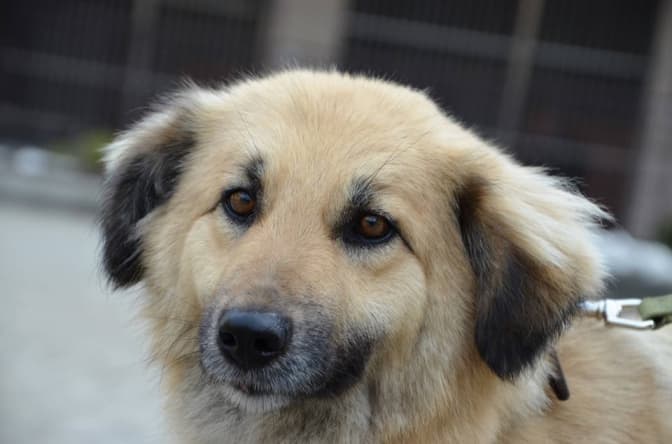 Санта та її друзі шукають нових господарів. Фото