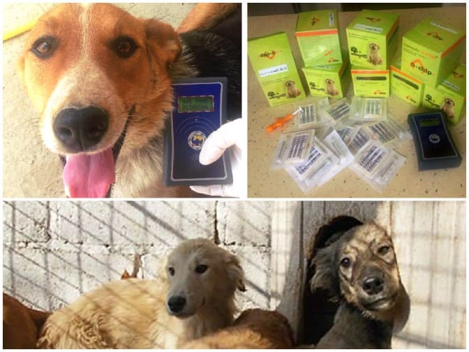 ЛКП "Лев", Tvoemisto.tv