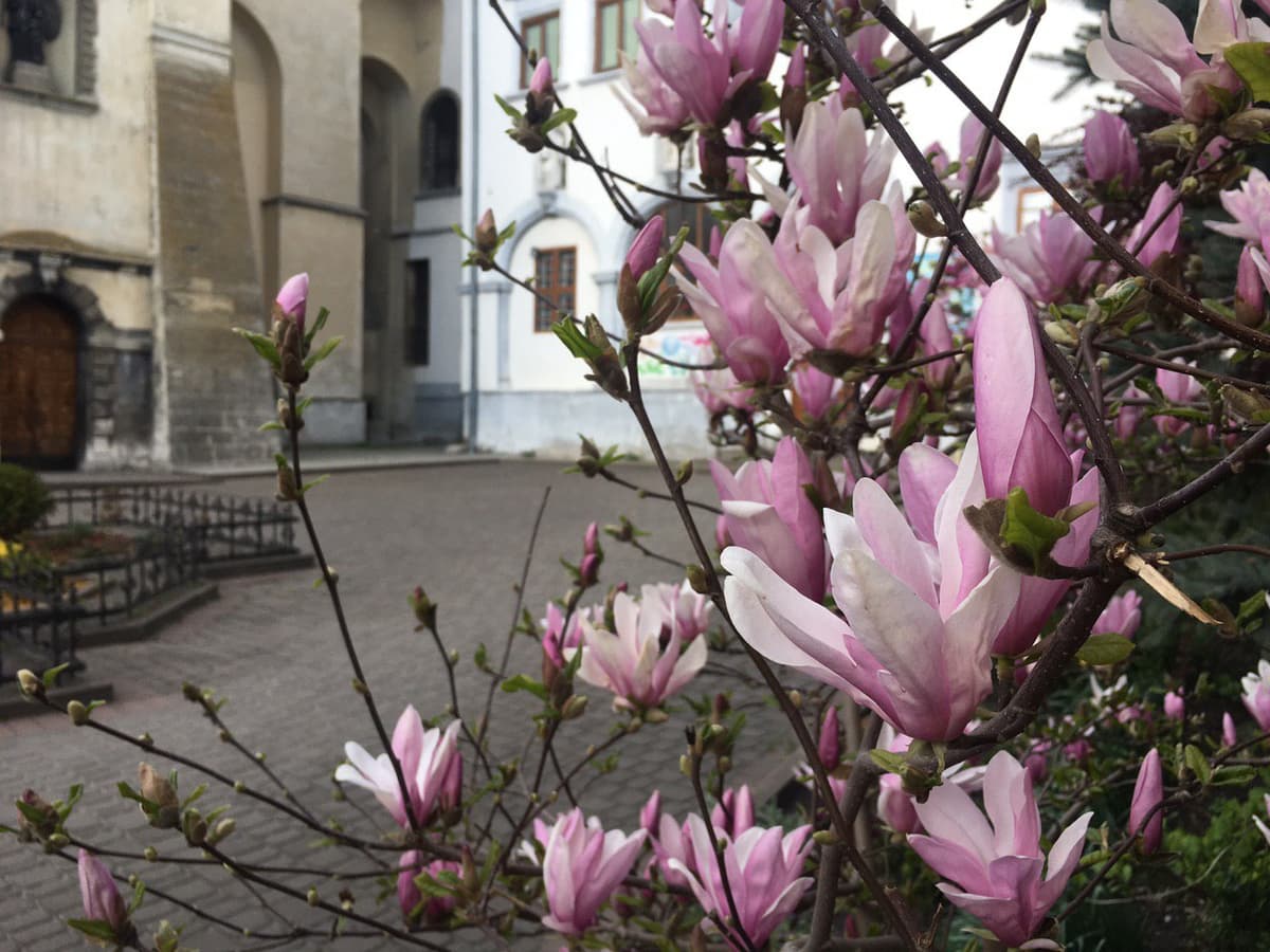 Квітучий Львів. Як у місті цвітуть магнолії