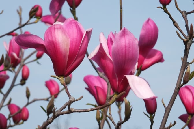 Фото: evasad.com