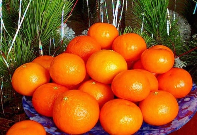 Символ зимових свят. 7 цікавих фактів про мандарини