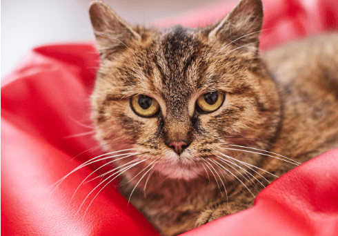 Фото: Ірина Шелест