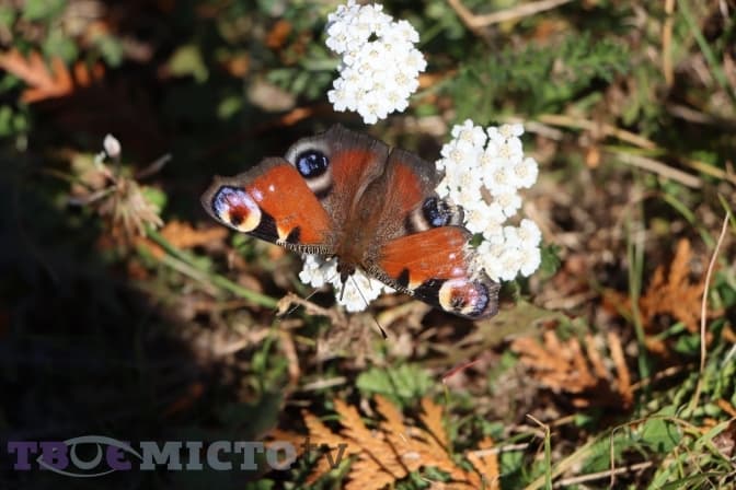 Осінь у Львові. Фоторепортаж із парку Погулянка
