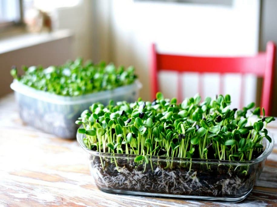 Мікрозелень / Фото: Зелена садиба