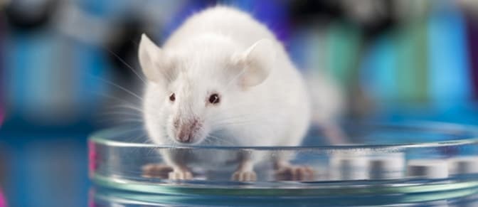 Нам бракує мишей. Як у Львові розробляють вакцину від коронавірусу