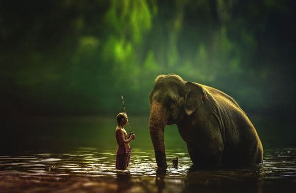 Телеканал National Geographic заговорить українською