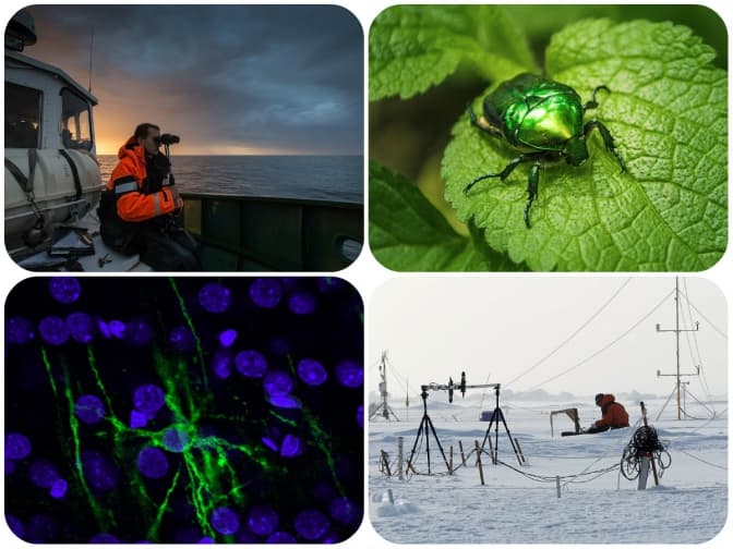 фото: Timo Palo, Mati Kose, Красноштан Василь, Oleg Tsupykov