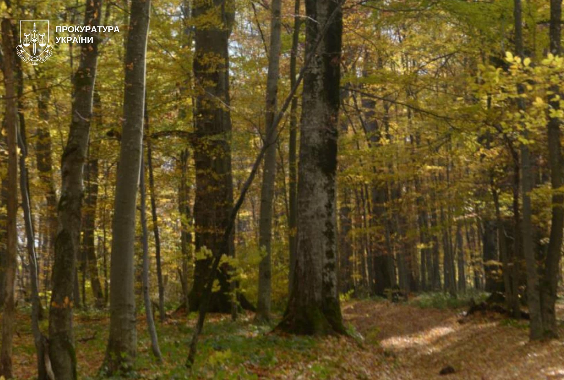Пам’ятка природи «Багнувата» у Самбірському районі / Фото прокуратури