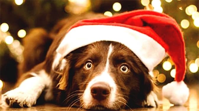 Семеро собак у Львові хочуть зустріти Новий рік з господарями. Фото