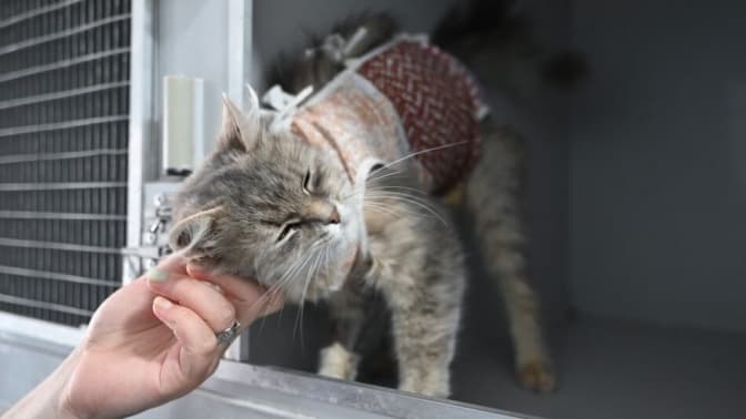 Безкоштовна стерилізація безпритульних котів у Львові: як записати тварину