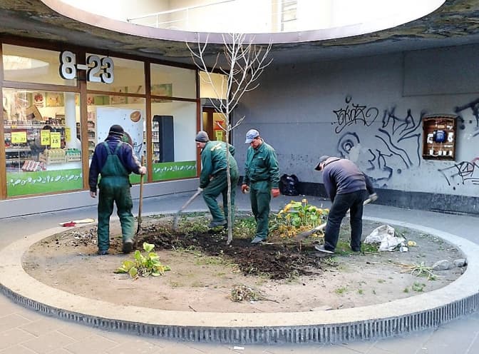 Як змінився платан біля готелю «Львів». Фото до і після