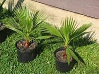 У центрі Львова з’являться пальми