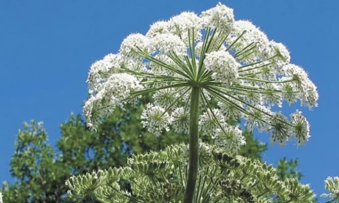 фото: firtka.if.ua