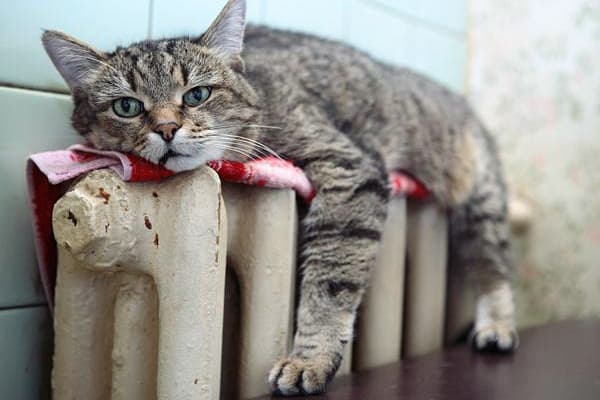 фото: clubstroitel.com