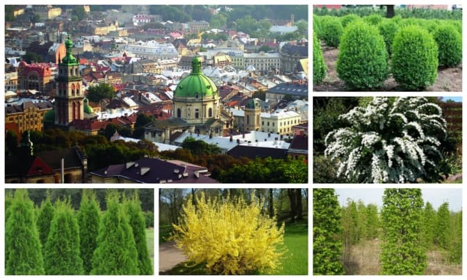 До кінця року у Львові висадять 10 тисяч зелених насаджень