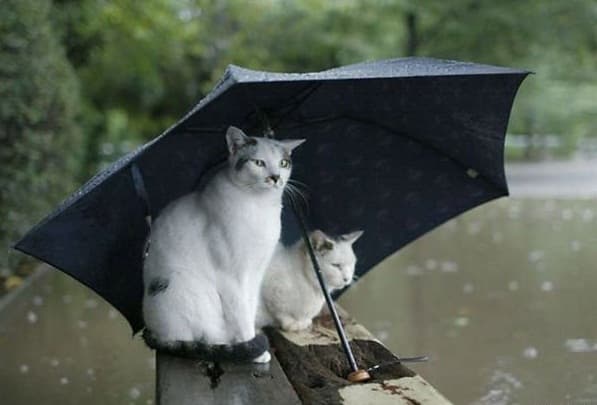 Сьогодні у Львові прогнозують грозу і град