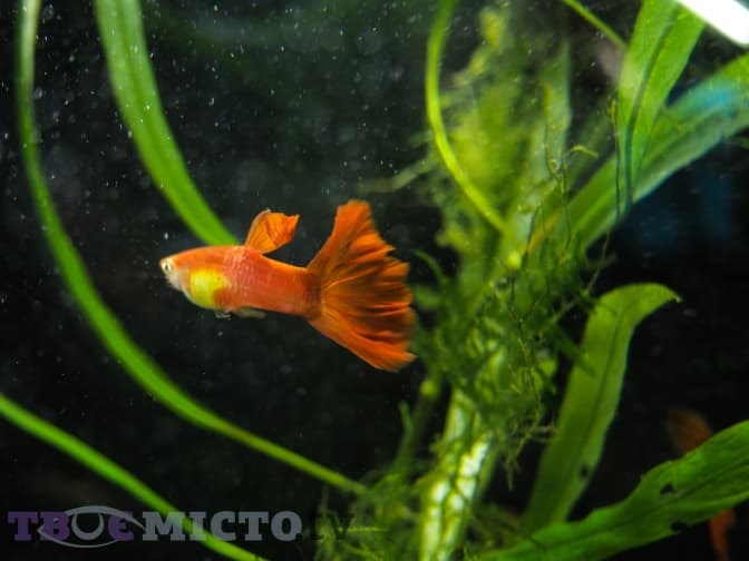 Розмаїття гуппі. Фоторепортаж із виставки акваріумних рибок