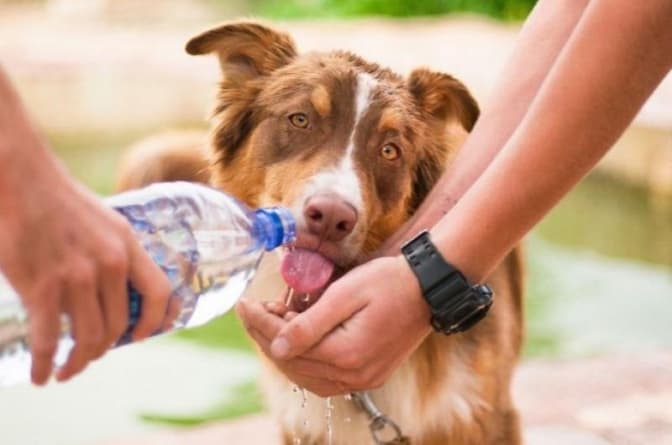 Львів’ян закликають залишати воду на вулиці для бездомних тварин