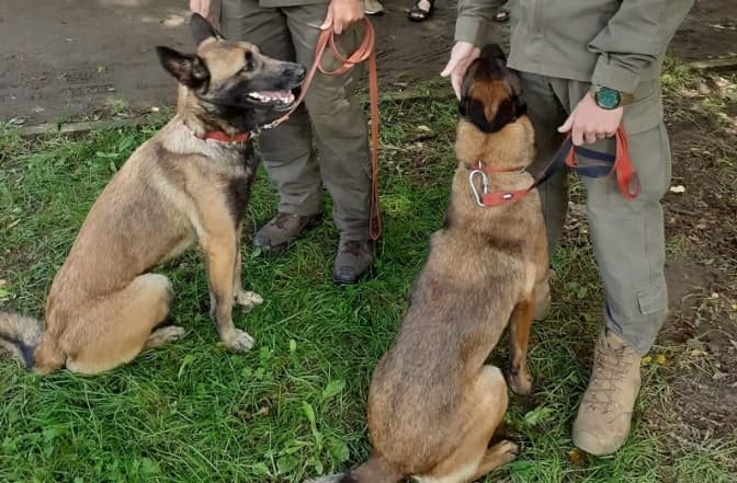 У Львові нагородили собак, які рятували бійців на фронті. Фото