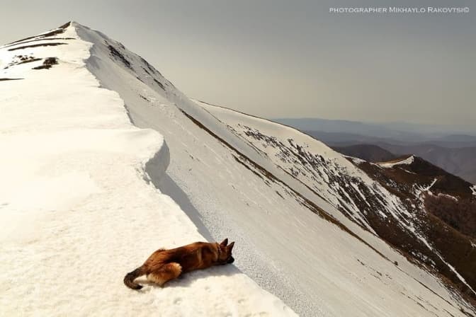 Найкращі друзі у горах. У мережу викладають фото, як собаки підкорюють вершини Карпат