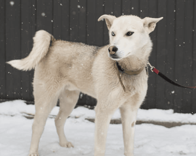 У ЛКП «Лев» 20 нових песиків хочуть знайти свій дім. Фото