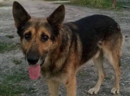 фото: сторінка Ігоря Сайка в мережі Facebook