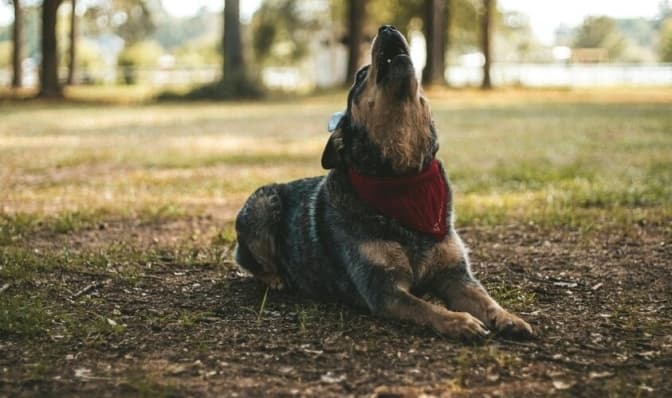 У Львові виявили сказ у домашньої тварини