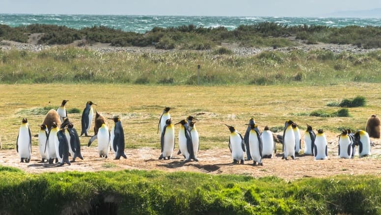 Чому у Львові не живуть пінгвіни. Як містам підготуватись до кліматичних змін