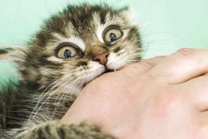 Фото: Відкриті джерела