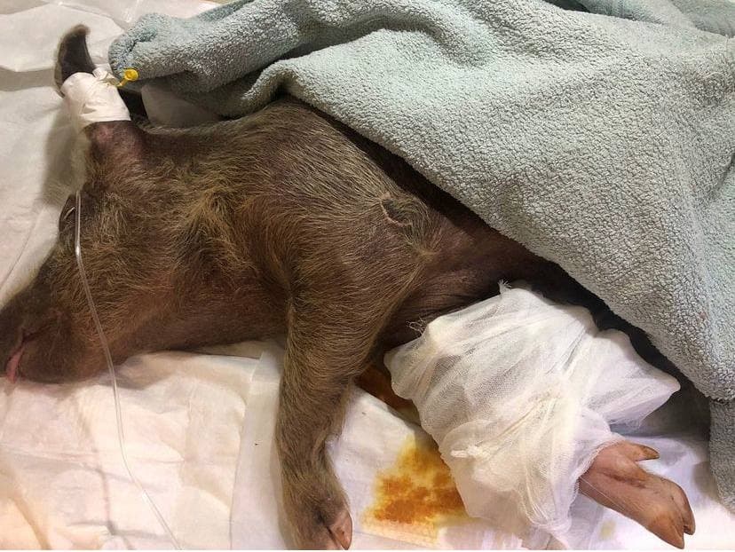 Домівка врятованих тварин може припинити діяльність через брак коштів. Як допомогти