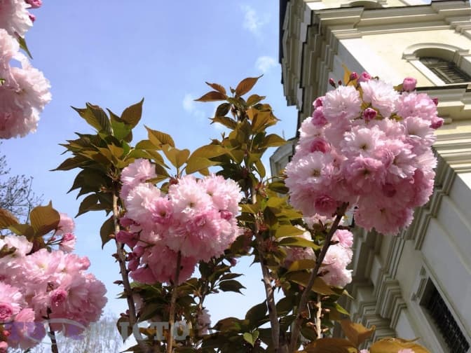 фото: Марія Стахів