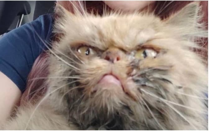 Врятована у Бородянці кішка