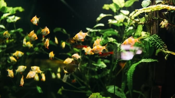 Фото Київського Міського Будинку Природи