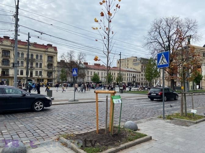 На місці зрізаних дерев біля львівської Опери висадили нові. Фото до та після