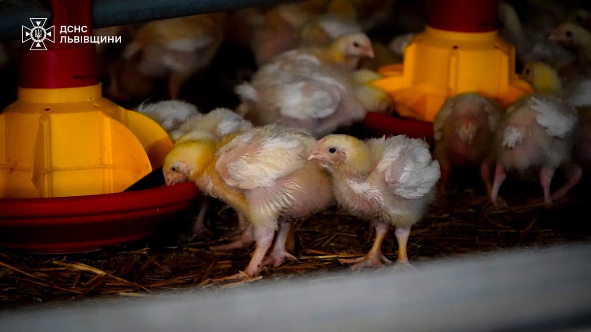В масштабній пожежі на птахофермі біля Львова врятували 45 000 птиць