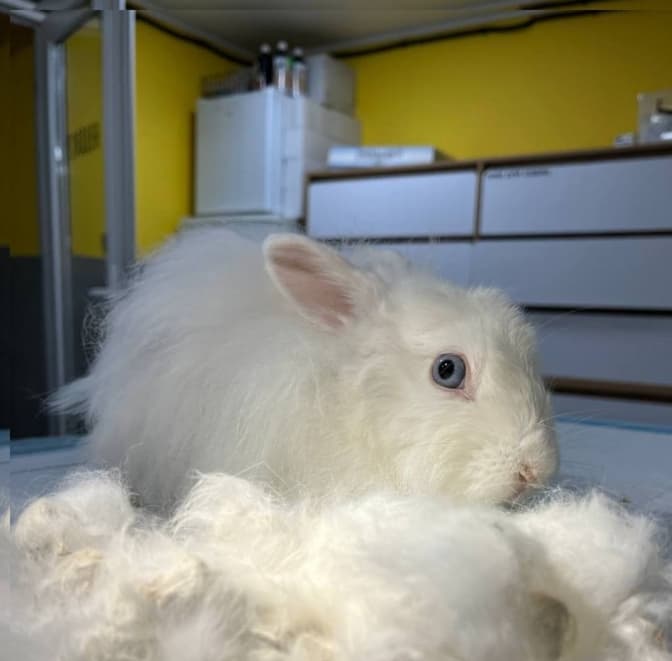 Фото: Домівка врятованих тварин