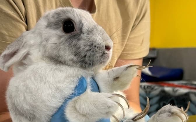 Фото: Домівка врятованих тварин

