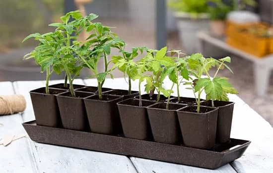 фото ілюстративне/yaskravaklumba.com.ua