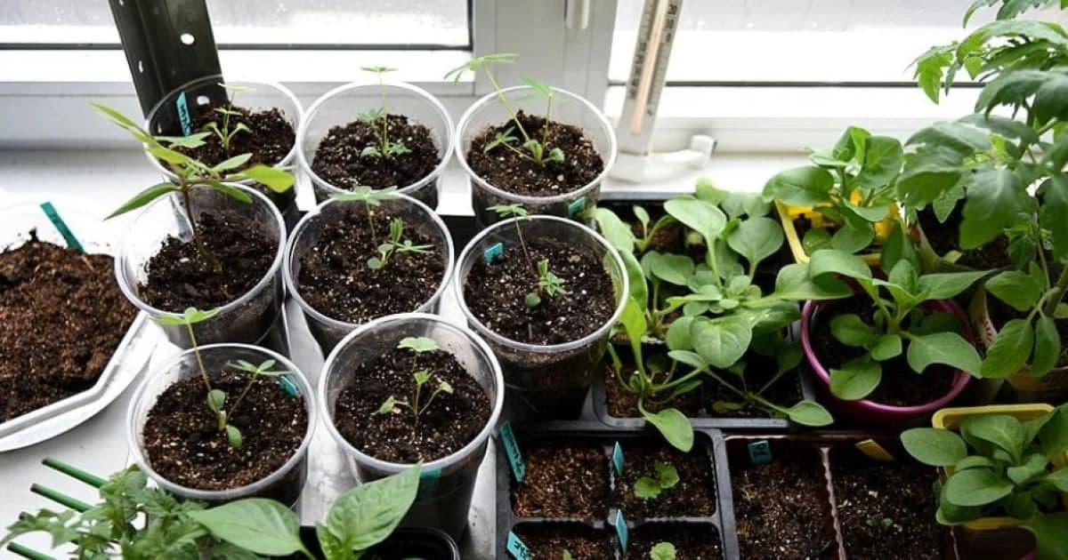 посів квітів на розсаду/фото: tsn.ua