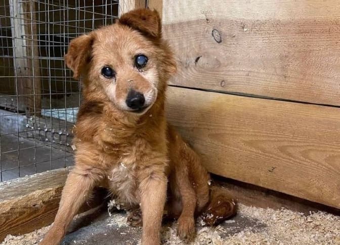 Домівка врятованих тварин може припинити діяльність через брак коштів. Як допомогти