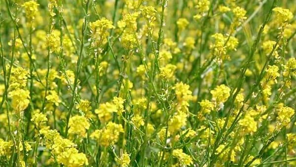 біла гірчиця/фото: posivna.com.ua