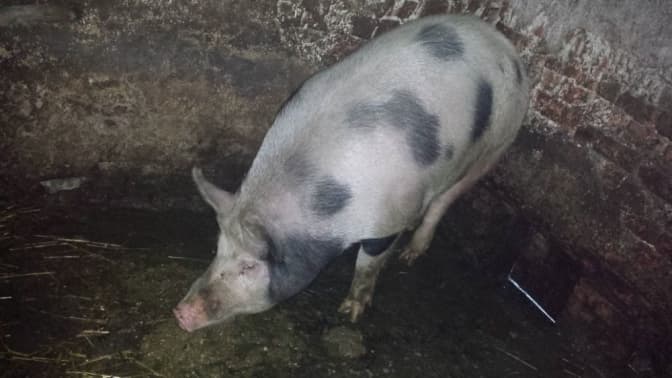 На фермі, де виявили африканську чуму свиней, спалили понад 40 тисяч тварин