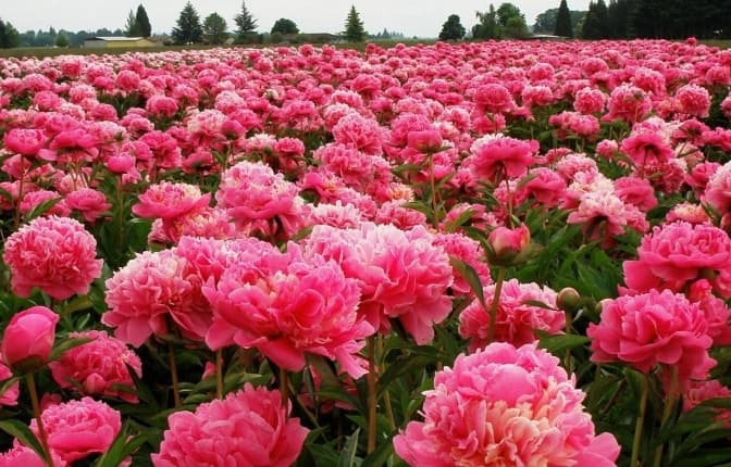 Ілюстративне фото: orxideya.biz.ua