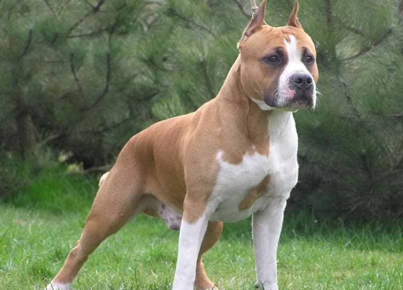 Фото: 4lapki.com