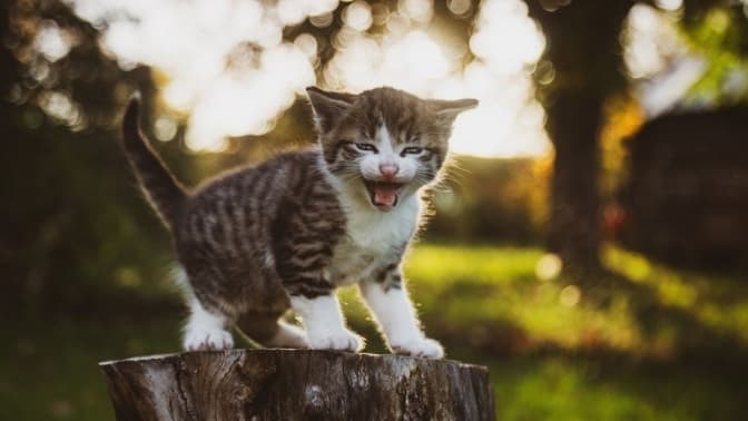 Біля одного з львівських університетів чоловіка вкусило кошеня зі сказом