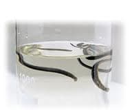 Ціна п'явок у аптеках Львова становить 6 - 10 гривень