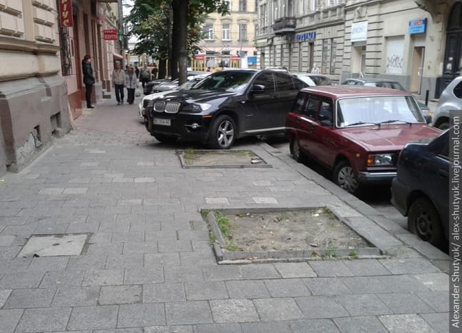 У Львові проводять народну інвентаризацію втрачених дерев. Як долучитись?