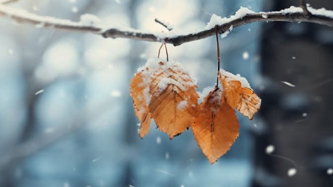 Перший сніг у Львові вже зовсім скоро: синоптики розповіли, коли його чекати